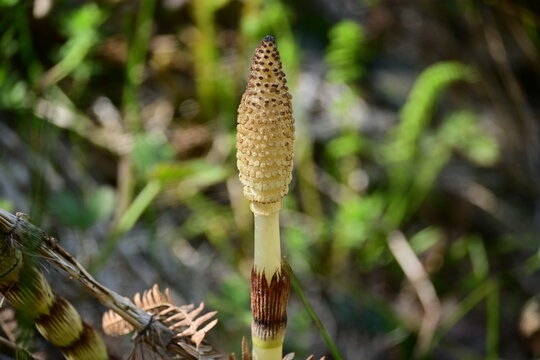 Field horsetail plant growing near the stream