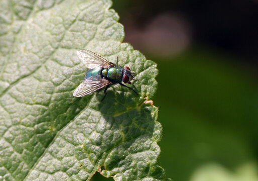 Blowfly on green leaf. Most well-known of the green bottle fly species.