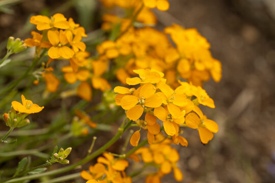 Erysimum capitatum (Kopfiger Goldlack) im Garten