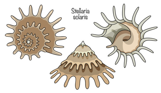 Stellaria solaris