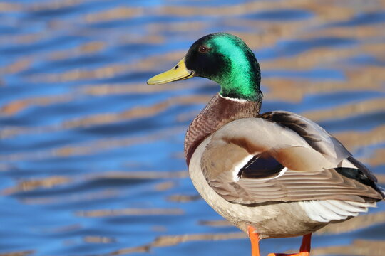 portrait of a mallard duck at the water edge, in natural wildlife setting