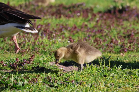 gosling with their mother goose in the grass by the pond
