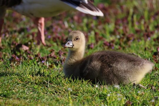 gosling with their mother goose in the grass by the pond