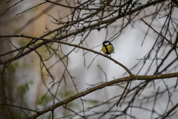 A great tit perched on a twig outdoors in nature. © lapis2380