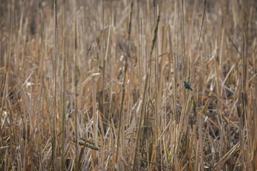 A great tit perched on a dry reed stalk at a pond. © lapis2380