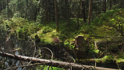 Obraz premium Bog and pine forest in sun nature landscape