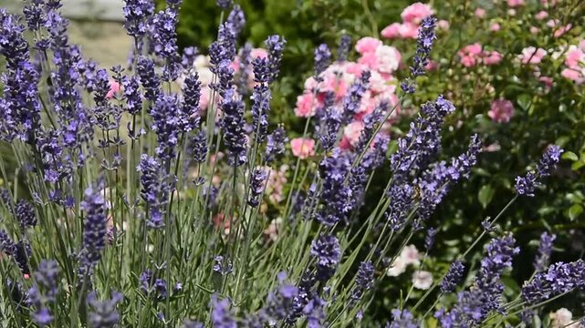 trzmiele i pszczoły na lawendzie, owady zapylajace zbierajace nektar z lawendy, bumblebees and bees on lavender, pollinating insects collecting nectar from lavender