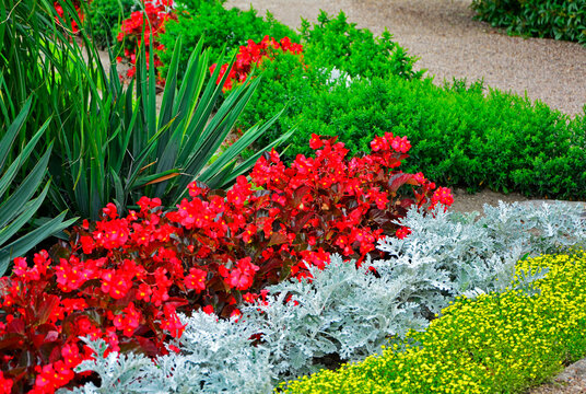 begonie stale kwitnące, starzec popielny, juka karolińska w ogrodzie, Begonia x semperflorens-cultorum, Senecio cineraria, Yucca filamentosa