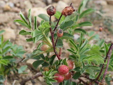 Woods' rose (Rosa woodsii) with insect galls and new spring growth in Colorado