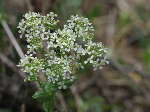 Hoary cress (Lepidium draba) white flowers in early spring, invasive plant in Colorado