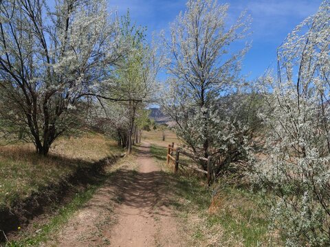 Shaded hiking trail lined with blooming trees in spring, Boulder, Colorado