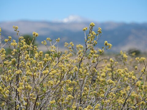 Skunkbush sumac (Rhus trilobata) spring flowers with blurred mountain background, Colorado