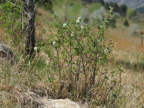 Young serviceberry (Amelanchier spp.) sapling with white spring flowers in Colorado