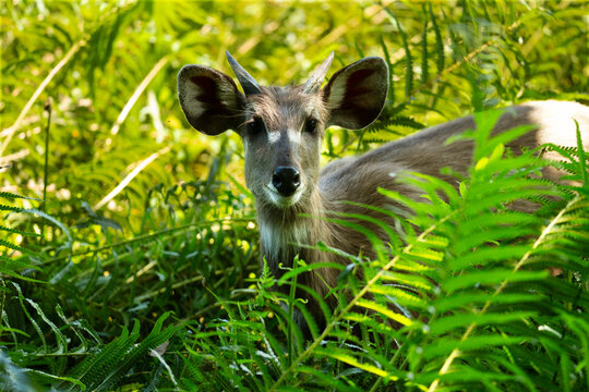 Sitatunga
