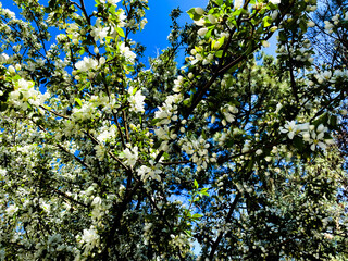 Obraz premium White blossoms and green leaves cover tree branches beneath a clear blue sky forming a vibrant natural pattern in sunlight creating a lively outdoor spring garden scene