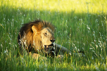 resting lion © Duncan