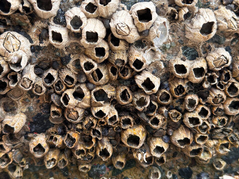 Close-up texture of a colony of goose barnacles attached to a weathered surface