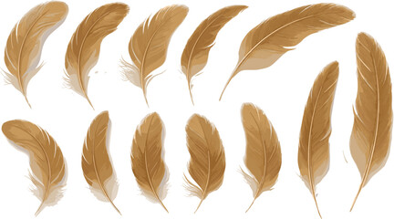 Brown Feather Collection Vector Illustration Featuring Realistic Soft Feathers in Various Shapes for Nature Design Decoration and Artistic Elements. © Sohel