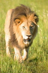Big maned lion © Duncan