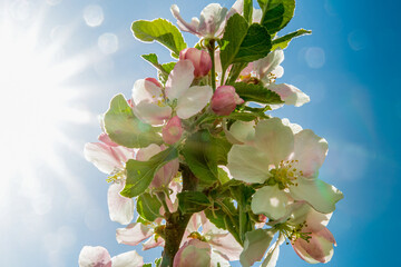 Apple Blossoms in Bright Sun: Spring Branch with Pink Buds and White Flowers under Blue Sky, Sunny Backlight with Lens Flare, Natural Floral Background for Springtime Design and Wellness Marketing. © Reklov