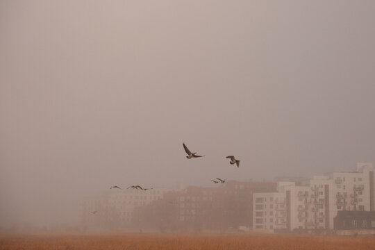 Barnacle geese flying over a misty field in spring, &Oslash;restad, Amager, Copenhagen, Denmark, with soft fog and calm natural atmosphere.
