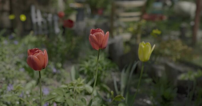 Beautiful red and yellow tulips blooming in a sunny spring garden, real HDR