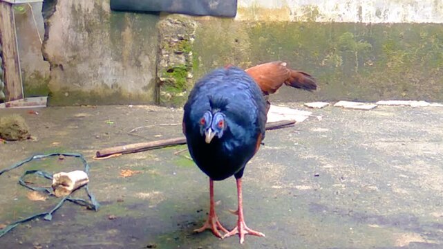 An exotic breeding pair of Crested Fireback pheasants (Lophura Ignita) a highly sought-after ornamental gamebird, foraging together in a private outdoor aviary