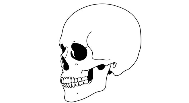 Minimalist hand drawn line art illustration of a human skull.