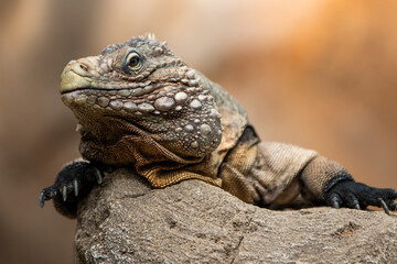 Obraz premium Cuban rock iguana also Cuban ground iguana also (in german Kuba-Leguan also Kubaleguan) Cyclura nubila