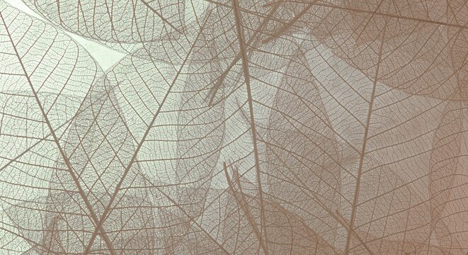 abstract background with autumn leaves