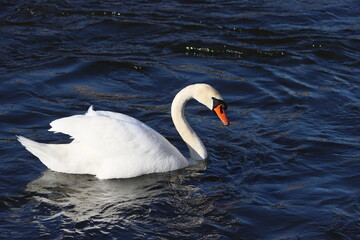 Fototapeta premium The mute swan (Cygnus olor) is a species of swan and a member of the waterfowl family Anatidae. It is native to much of Eurasia, and (as a rare winter visitor) the far north of Africa. 