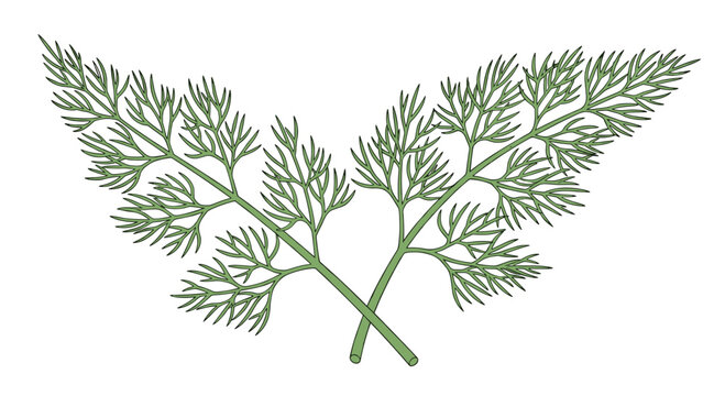 A pair of delicate dill sprigs, crossed and fanning out, showcasing their finely divided, feathery green leaves, highlighting their fresh aroma and culinary use as an herb.
