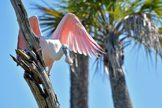 Juvenile roseate spoonbill perched on branch with palm tree fronds backdrop against blue sky