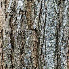Obraz premium Dark Dramatic Robinia neomexicana Bark Texture with Deep Cracks and Contrast 