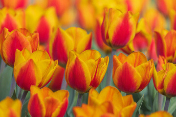 Fototapeta premium Bicolored red and yellow tulips in sunny day fully open with green background close up