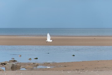 Little Egret flying along the welsh coast. Talacre Beach © josh