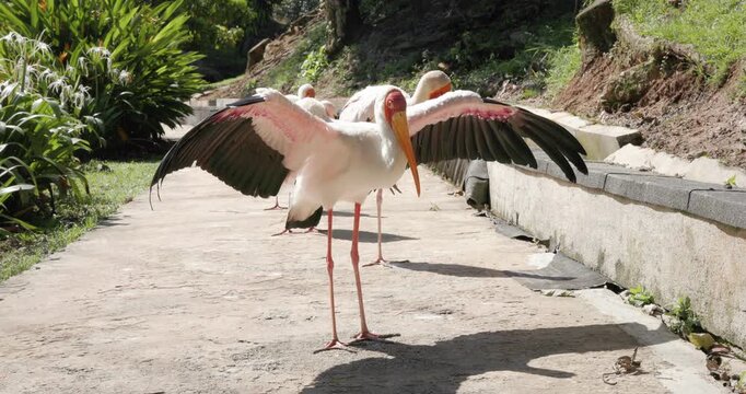 White stork birds spreading wings on sunny path, dramatic wildlife moment in natural light.