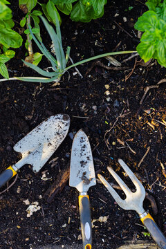 Two trowels and cultivator are resting on potting soil in garden bed with yellow-black handles