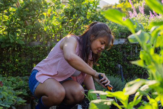 Adult African American woman crouching in backyard raised bed tending seedlings with hand trowel