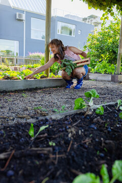 African American woman crouching, reaching soil while holding wooden crate in backyard garden