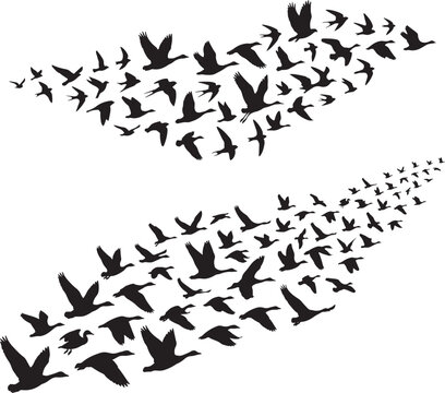 Flying birds silhouette set featuring a large flock of migrating geese and ducks in formation isolated on white background for nature and wildlife vector design