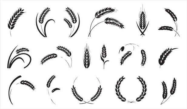 Hand drawn cereal plants wheat ears and laurel branches black and white collection