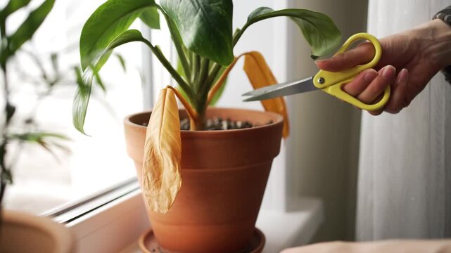 Diligent gardener carefully cutting away dried, unhealthy yellow leaves from a potted indoor plant with scissors, promoting new growth and maintaining the houseplant's vitality