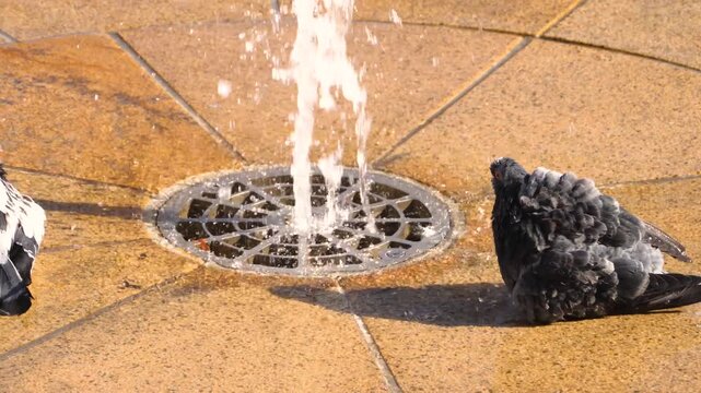 Close up pigeons taking a shower on a sunny spring day
