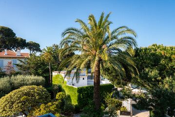 A Mediterranean villa in Antibes, France sits among a tall date palm, pines, and sculpted hedges. Whitewashed walls and terracotta roofs appear in clear daytime light. © Aerial Film Studio
