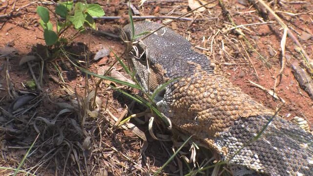 Two African Rock Monitor Lizards Running on Sandy Ground shedding patches of old skin