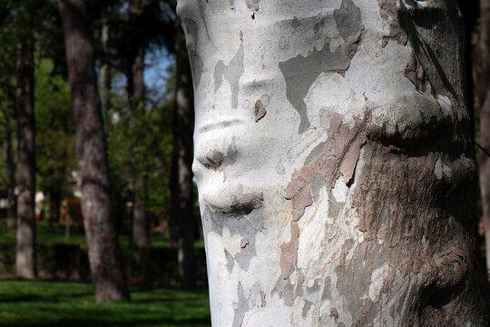 Close-up of a tree trunk with natural texture forming a human face illusion. Concept of pareidolia, anthropomorphism, nature awareness and hidden emotions. Sunlit spring park background 
