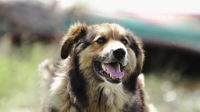 playful german shepherd dog panting with tongue out in sunny outdoor field