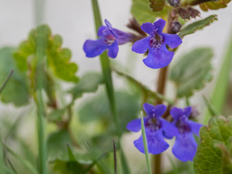 Beautiful ground-ivy flowers growing in the grass.