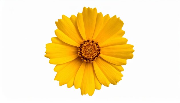 Beautiful blooming Tickseed blossom with a textured orange-brown center centered on white
